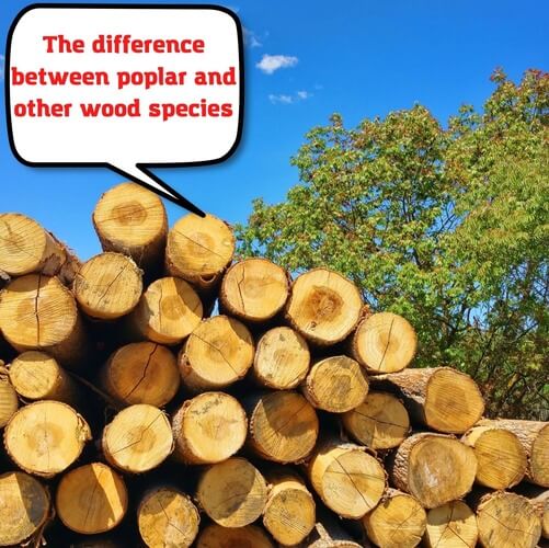 The difference between poplar and other wood species